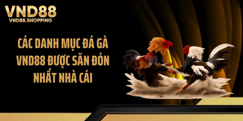 Các danh mục đá gà VND88 được săn đón nhất nhà cái
