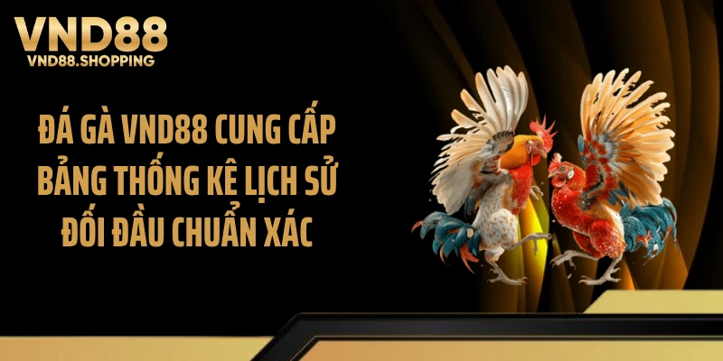 Đá gà VND88 cung cấp bảng thống kê lịch sử đối đầu chuẩn xác