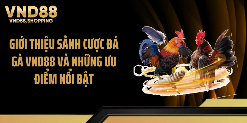 Giới thiệu sảnh cược đá gà VND88 và những ưu điểm nổi bật