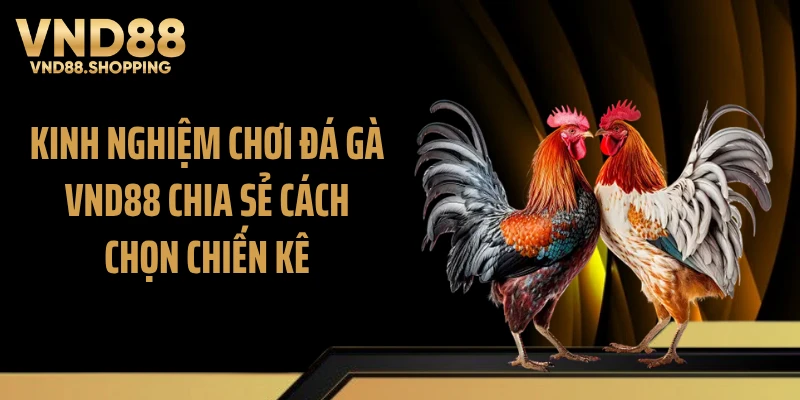 Kinh nghiệm chơi đá gà VND88 chia sẻ cách chọn chiến kê