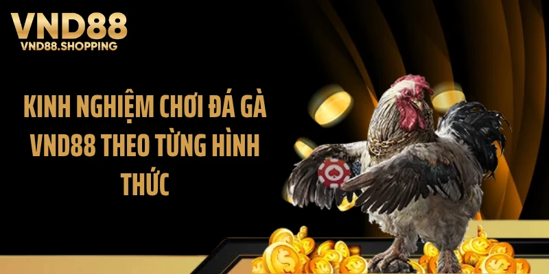 Kinh nghiệm chơi đá gà VND88 theo từng hình thức