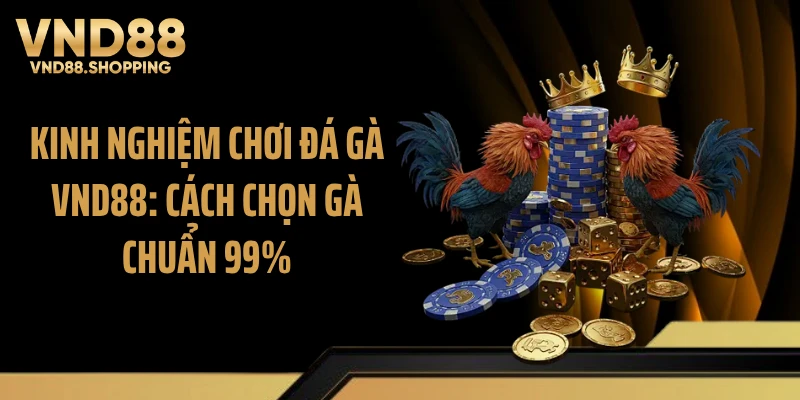 Kinh Nghiệm Chơi Đá Gà VND88: Cách Chọn Gà Chuẩn 99%